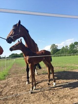 Ferienwohnung in Haby - Herrmannshof Haby App 1 Arnis - Bild 23