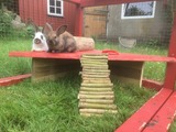 Ferienwohnung in Fehmarn OT Hinrichsdorf - Sonnenblume Nr.1 - Bild 17