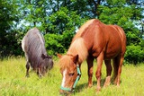 Ferienwohnung in Fehmarn OT Meeschendorf - Kleingarn - "Meeresblick" Nr. 13 - Bild 10