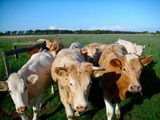 Ferienwohnung in Fehmarn OT Wenkendorf - "Ferienhof Hinz" - Seeigel EG - Bild 21