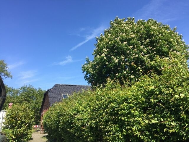 Ferienhaus in Fehmarn OT Fehmarnsund - Ferienhaus 'Lotsenhaus' Fehmarnsund - mit Garten - Bild 2