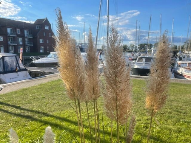 Ferienwohnung in Ueckermünde - Lagunenstadt am Haff Fewo 224 - Seestern - Bild 9