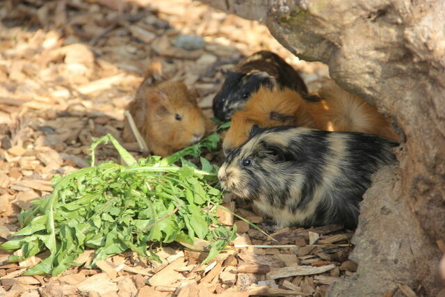 Ferienwohnung in Fehmarn OT Todendorf - Ferienwohnung Nr. 4 - Bild 15