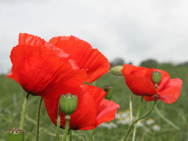 Ferienwohnung in Gro&szlig;enbrode - Haus Berlin Wohnung 74 'Ostseeblick' - Bild 12