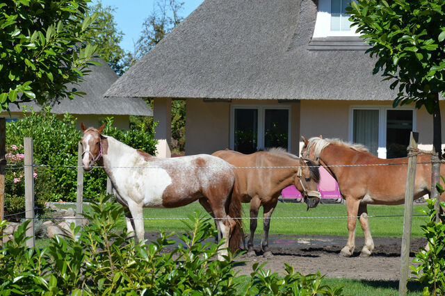 Ferienwohnung in Fehmarn OT Staberdorf - Bauernhaus 3 - Bild 19