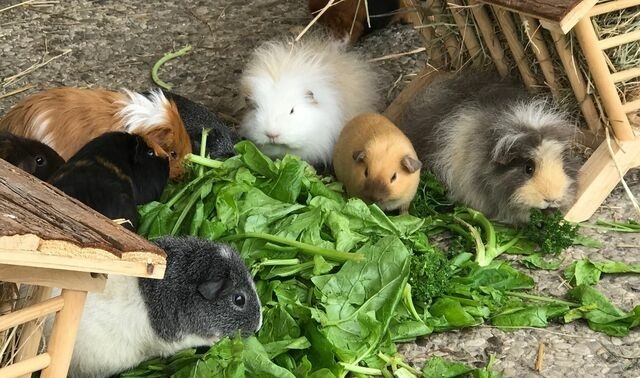 Ferienwohnung in Fehmarn OT Staberdorf - Speicher 2, inkl. 1 Parkplatz - Bild 14