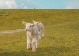 Doppelzimmer in Fehmarn OT Westermarkelsdorf - L&uuml;ftchen - Bild 22