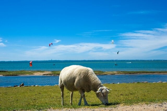 Ferienwohnung in Fehmarn OT Lemkenhafen - Ferienwohnung Ostseeperle - Bild 8