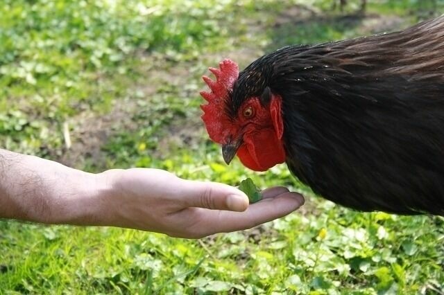 Ferienwohnung in Carinerland - Fewo Kerzenzimmer - Märchen aus Wachs und Flamme - Bild 14