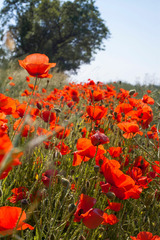 Ferienwohnung in Carinerland - Fewo Kerzenzimmer - M&auml;rchen aus Wachs und Flamme - Bild 23