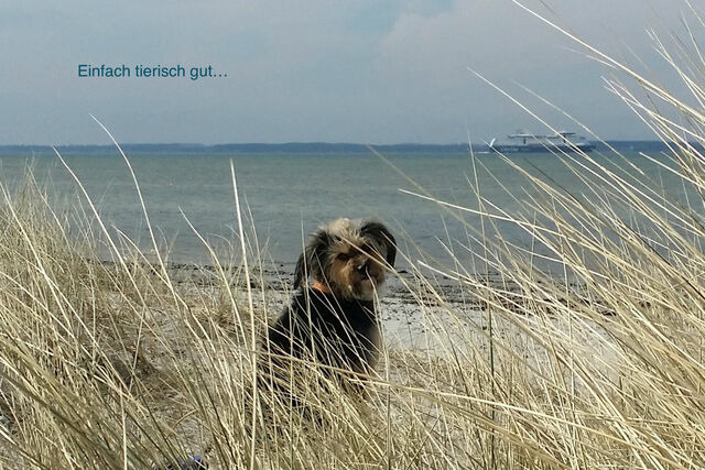 Ferienwohnung in Wendtorf - Ap. Lachm&ouml;we - Haus Nordlichter - Bild 9