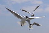 Ferienwohnung in Zingst - Ferienwohnung M&ouml;we - Bild 11