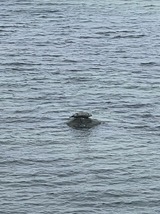 Ferienwohnung in Steinbeck - MP 7 Backbord - Bild 12