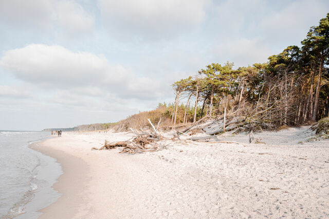 Ferienwohnung in Ahrenshoop - Stranddistel 2 - Bild 8