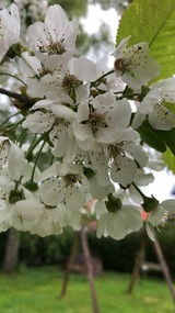 Ferienhaus in Kellenhusen - Ferienhaus Fl&ouml;rkes - Bild 24