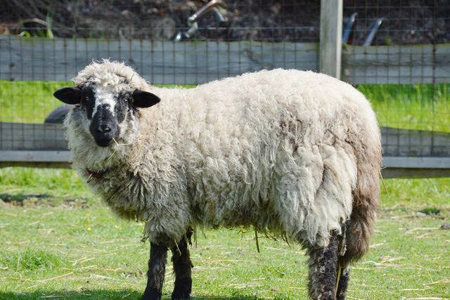 Ferienwohnung in Fehmarn OT Staberdorf - Landhaus 3, inkl. 1 Parkplatz - Bild 21