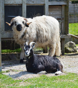 Ferienwohnung in Fehmarn OT Staberdorf - Tenne 1, inkl. 1 Parkplatz - Bild 12