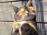 Ferienwohnung in Ahrensbök - Haus Sunneschy - Unsere Josie geniesst das Sonnenbad