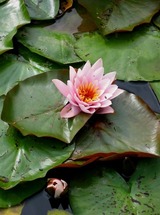 Ferienwohnung in Rieseby - Gut B&uuml;chenau - Ferienwohnung Romantika - Bild 23