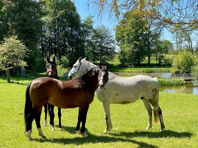 Ferienwohnung in Rieseby - Gut Büchenau - Ferienwohnung Meeresbrise - Bild 25