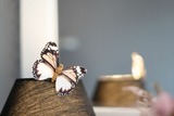 Ferienwohnung in Gr&ouml;mitz - Baltic Wohnung 134 - Bild 19