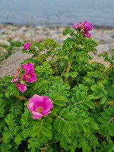 Ferienwohnung in S&uuml;ssau - Meerjungfrau - Bild 21