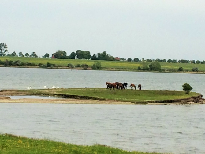 Ferienwohnung in Gollwitz - Spatzennest - Pferde auf dem Haff